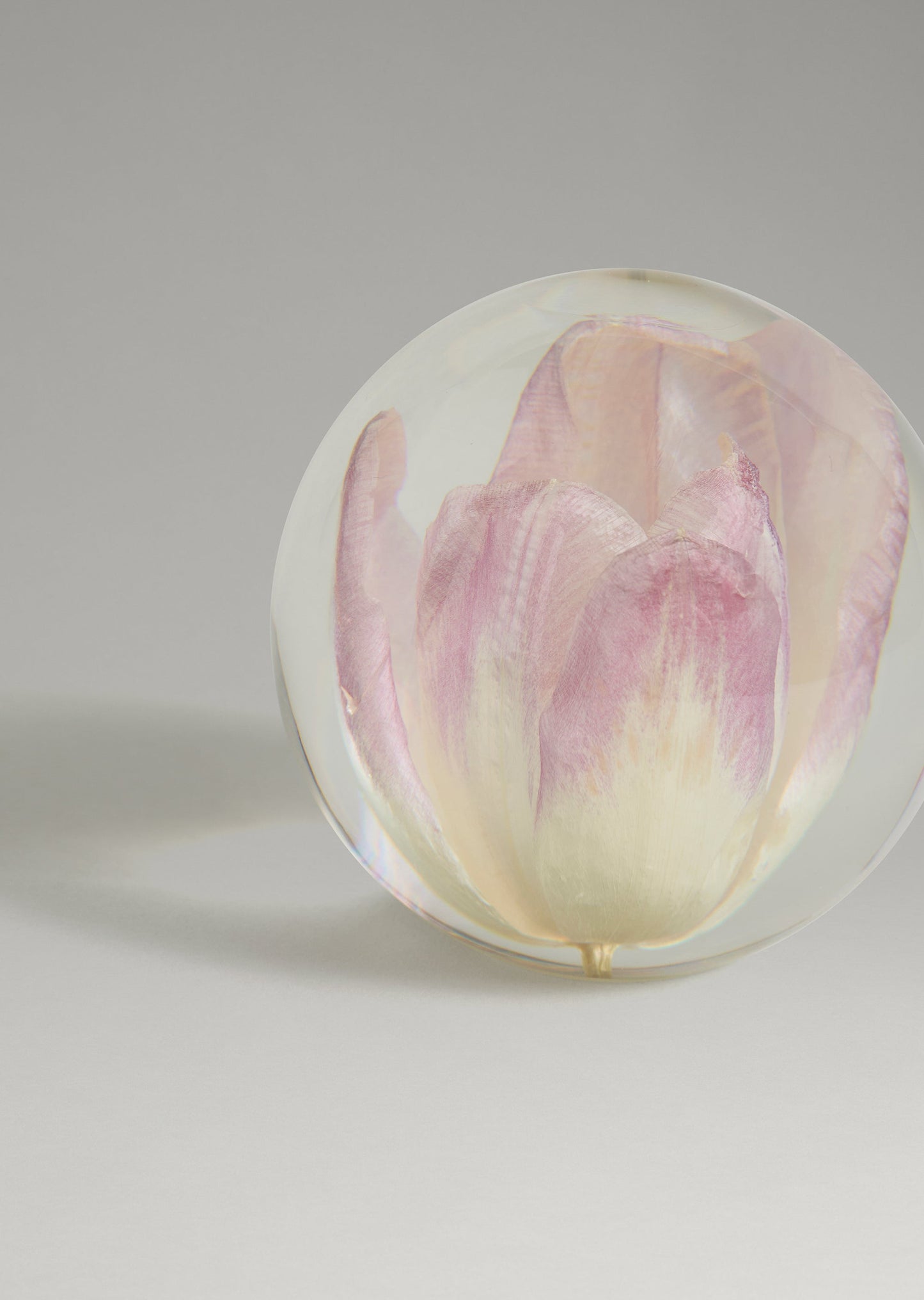 Dream - Tulip Paperweight