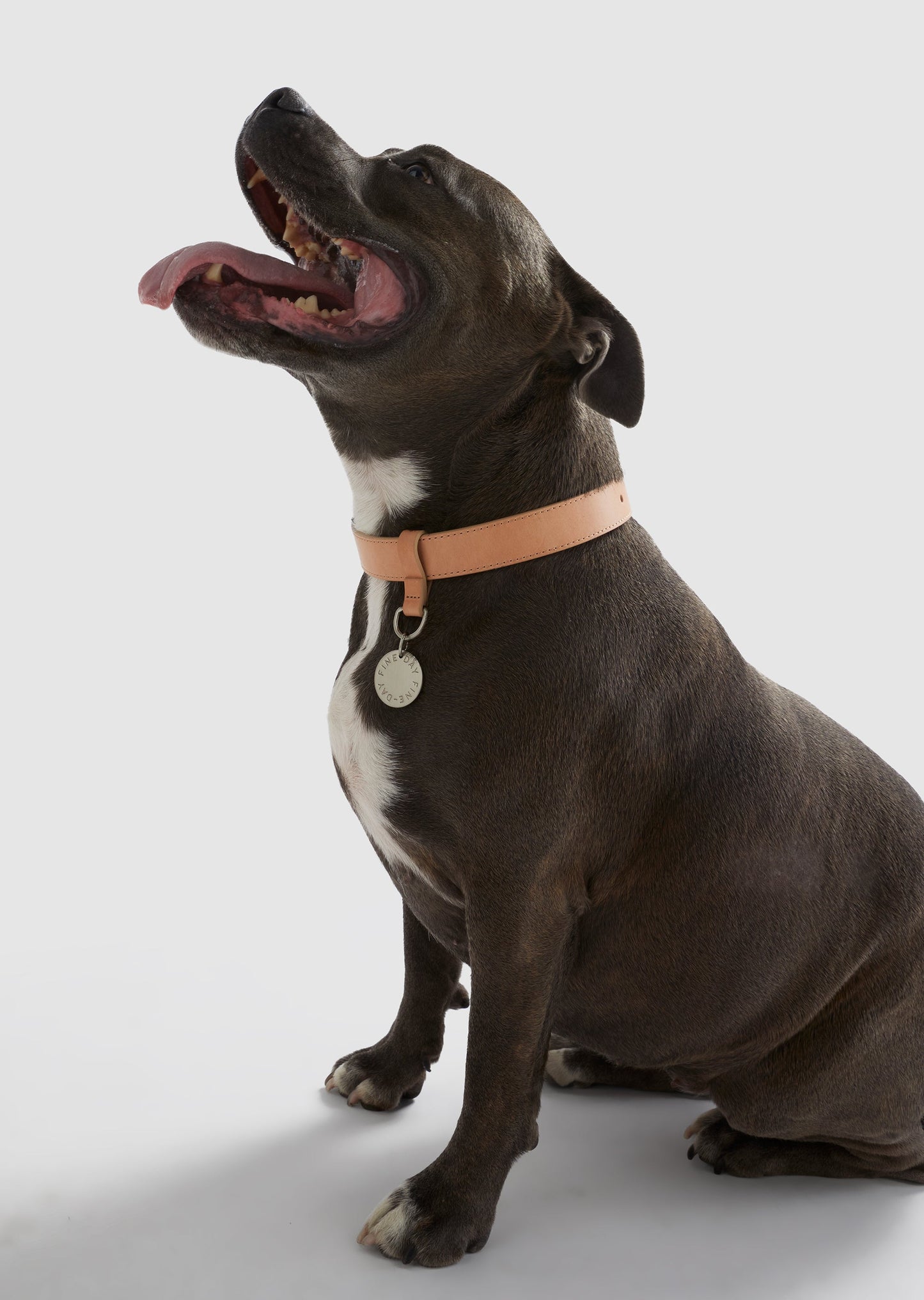Park - Small Leather Collar