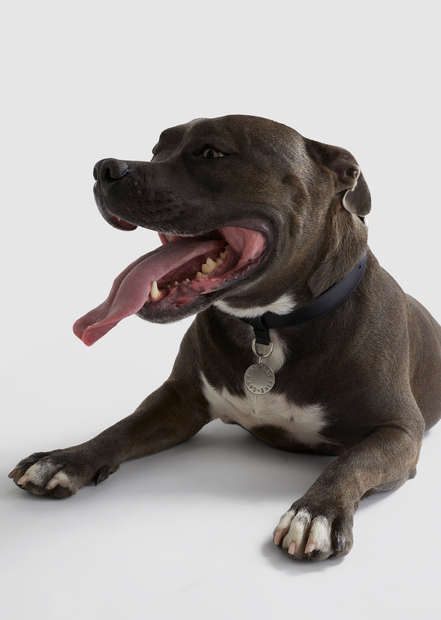 Park - Medium Leather Collar