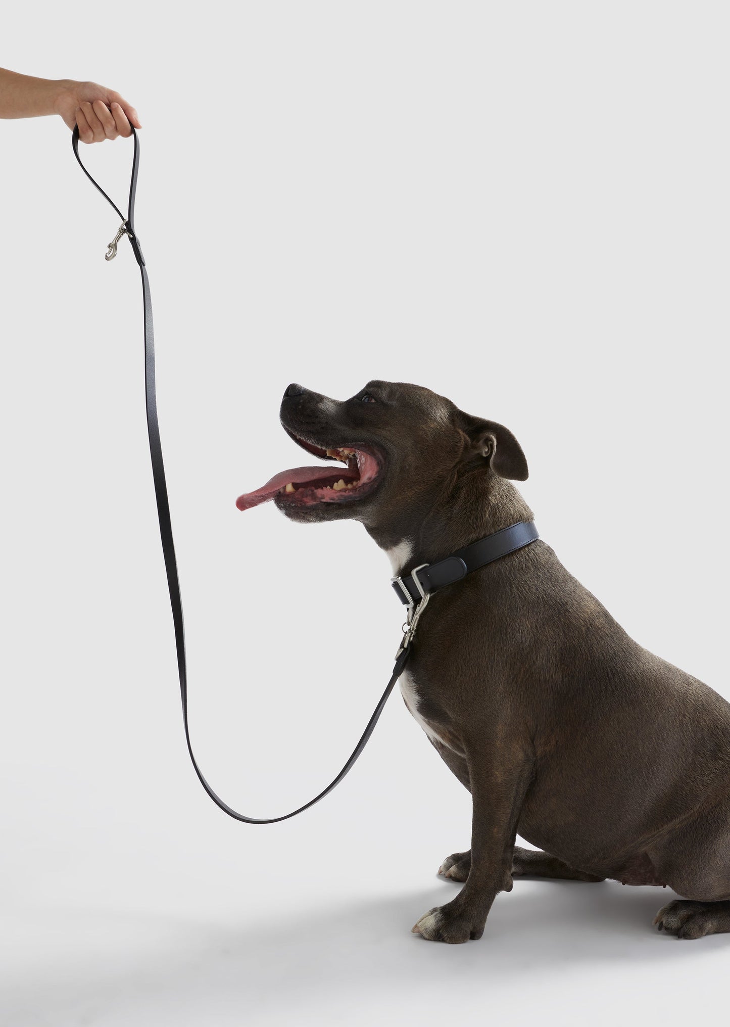 Park - Large Leather Collar