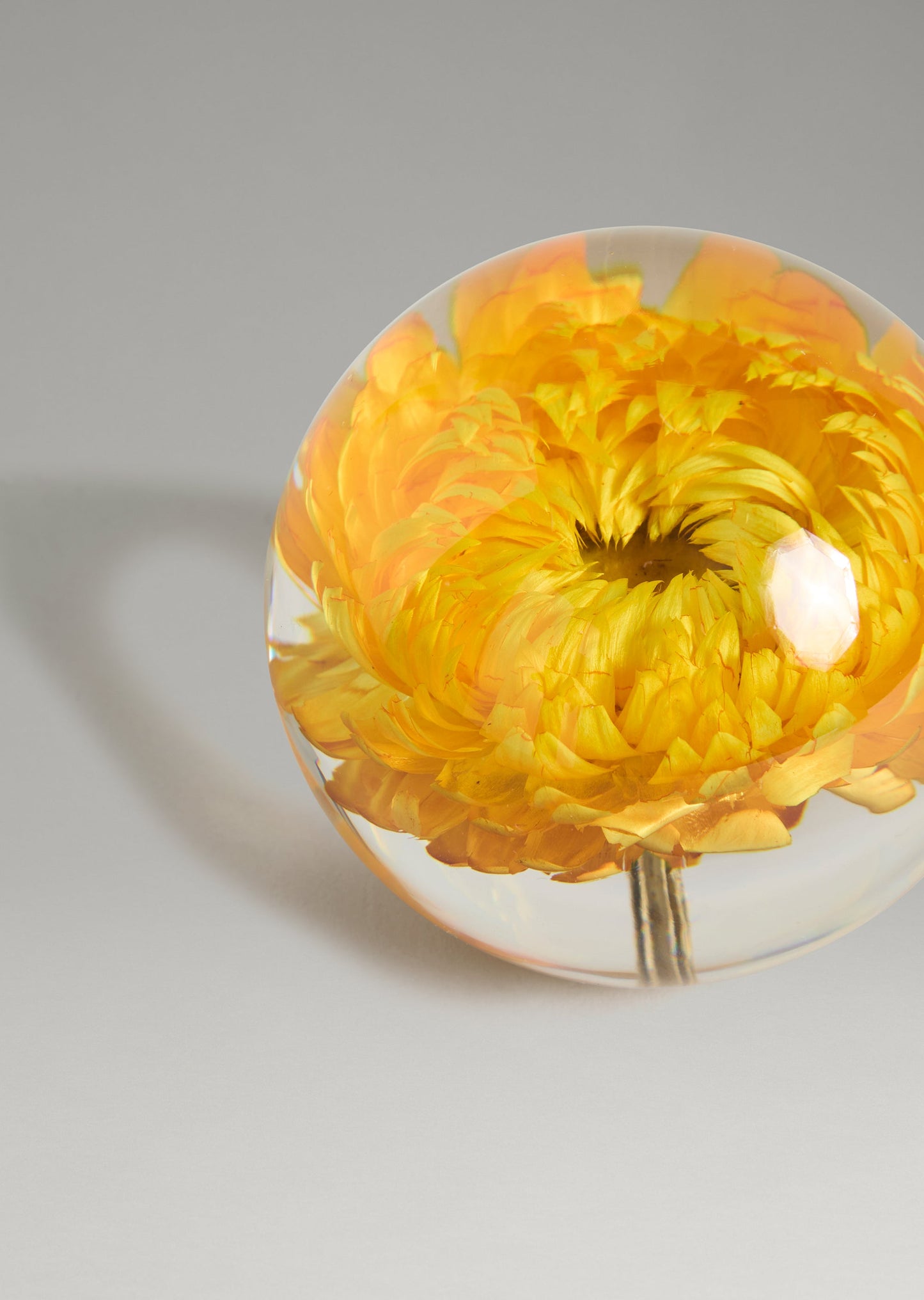Dream - Paper Daisy Paperweight