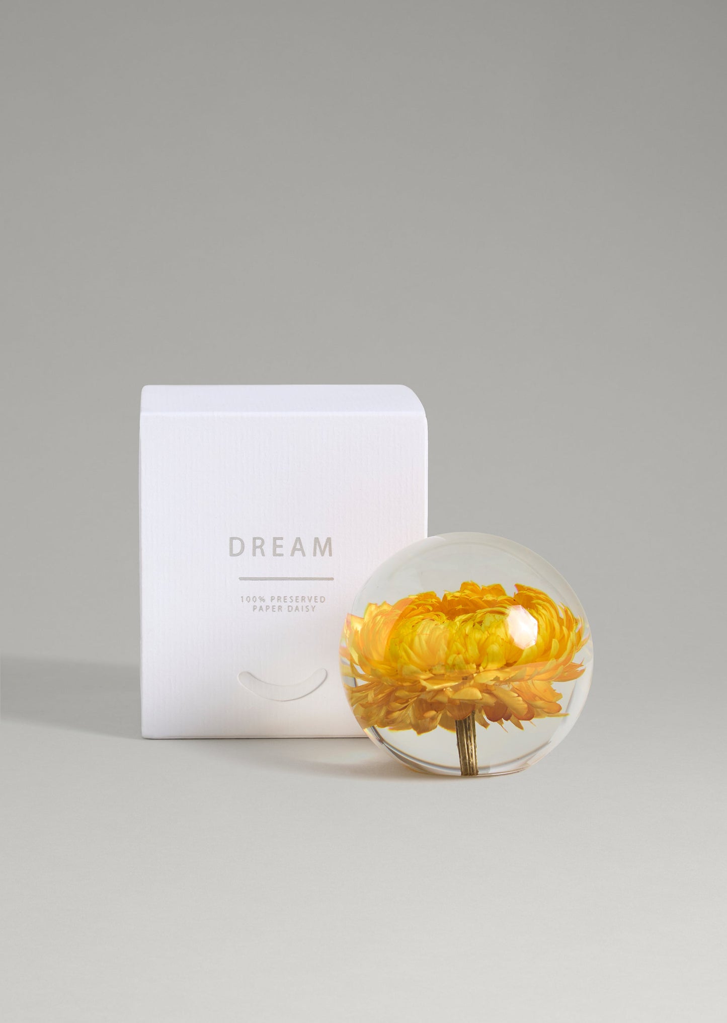 Dream - Paper Daisy Paperweight
