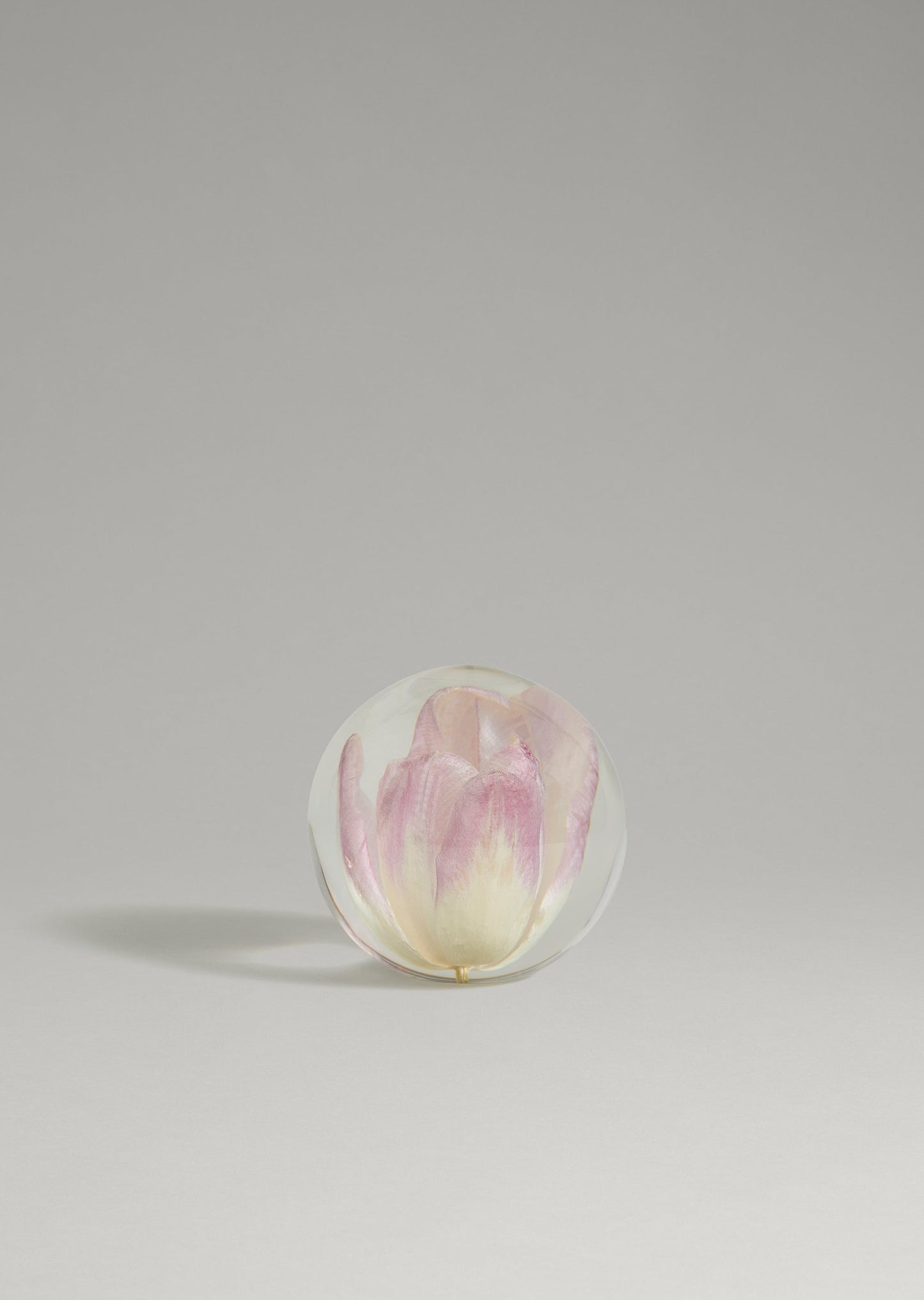 Dream - Tulip Paperweight